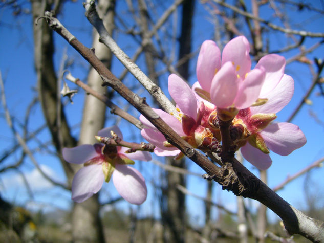 FLOR DE ALMENDRO 