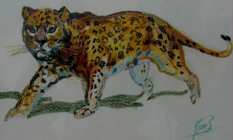 Animales