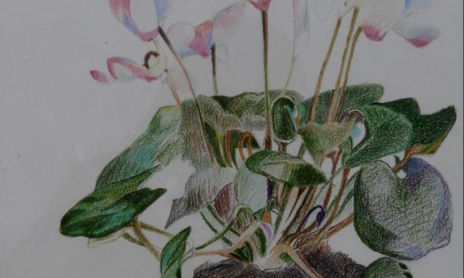 Flores