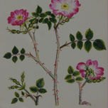 Flores thumbnail 1