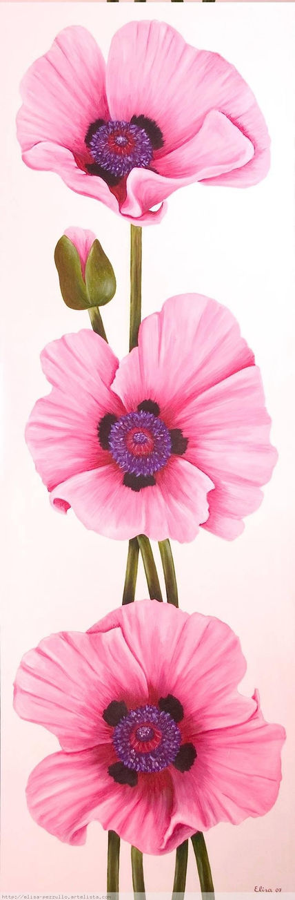 Amapolas