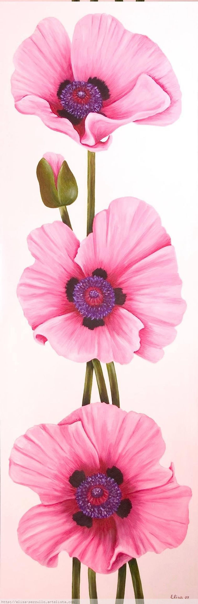 AMAPOLAS