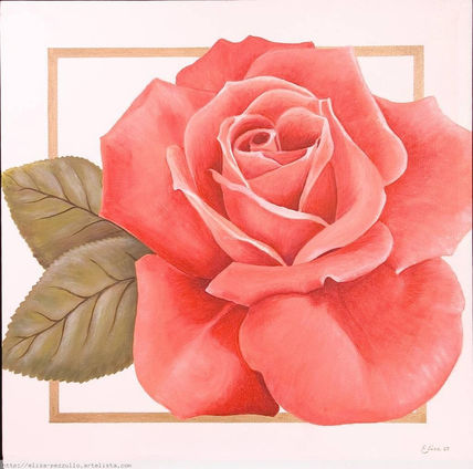 Rosa rosa