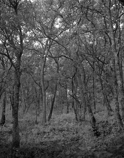 Bosque de Encinos - Oak Forest Nature Black and White (Digital)