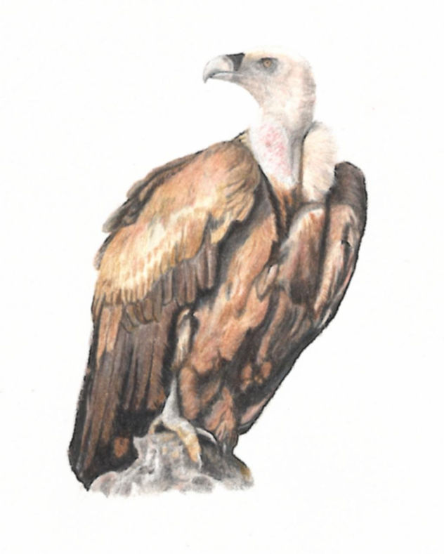buitre leonado