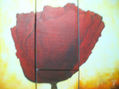 amapola 2