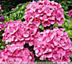 HORTENSIAS EN   FLOR