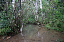 Guajaibón