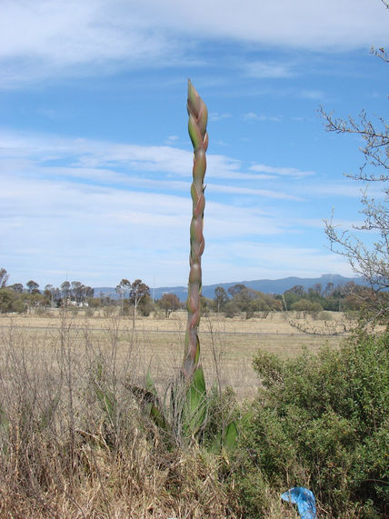 Planta