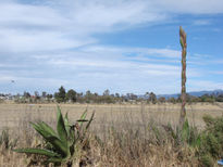 Plantas