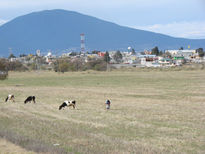 Paisaje con vacas