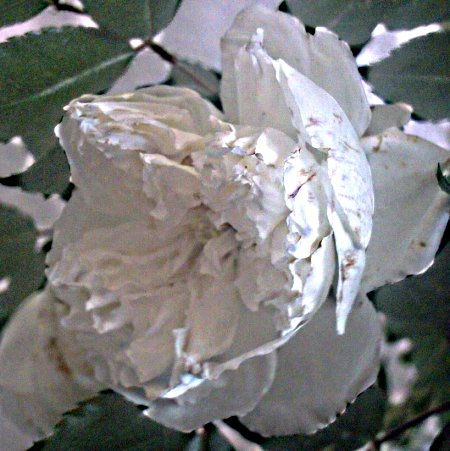 ROSA   BLANCA   ESPLENDOROSA