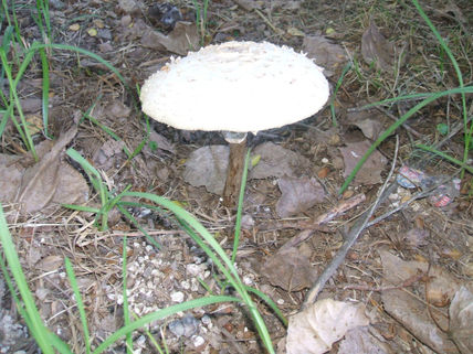 Solitario