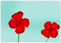 Amapola