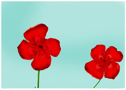 Amapola