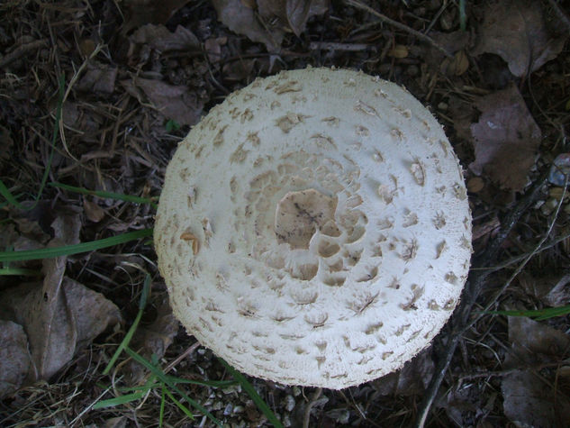 Un sombrero natural 