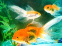 Peces decorativos