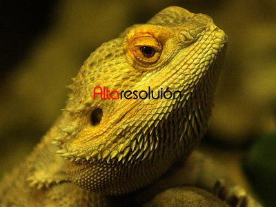 Animales