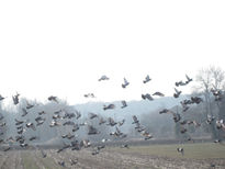 Buelo de palomas