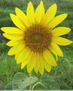 Girasol