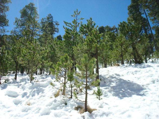 Bosque Nevado 