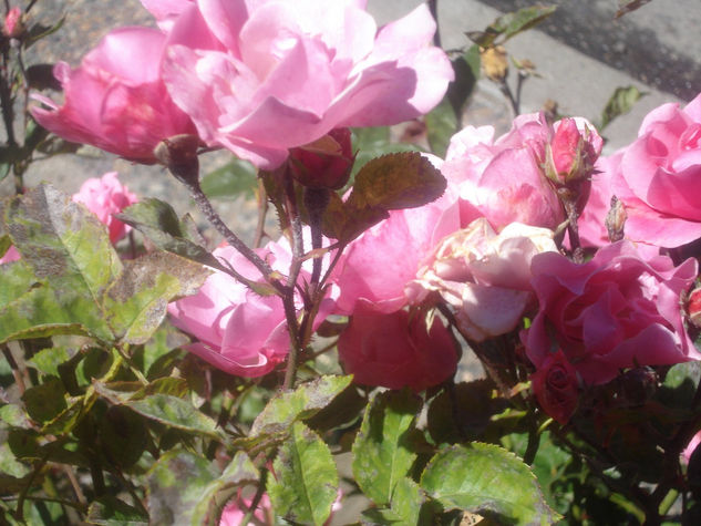 Rosas de Bariloche 2 