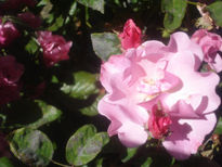 Rosas de Bariloche 1