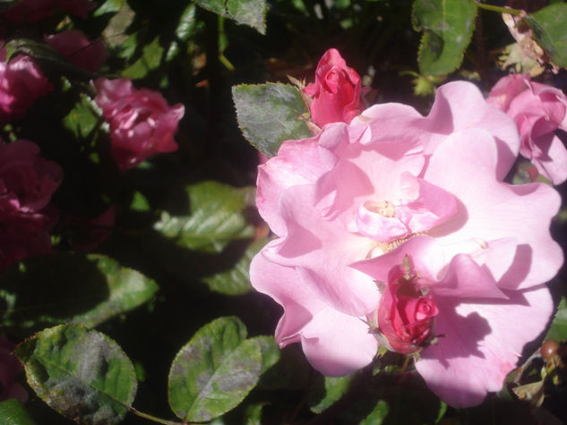 Rosas de Bariloche 1 