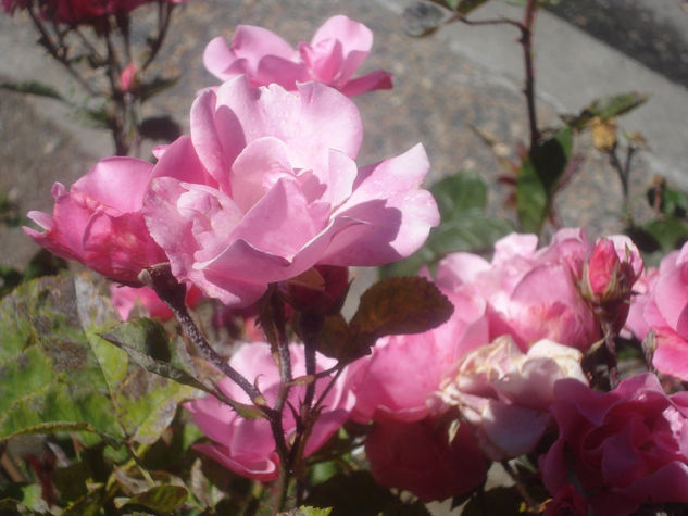 Rosas de Bariloche 3 