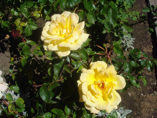 Rosas de San Martín de los Andes 1 