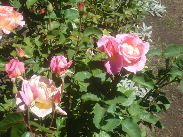 Rosas de San Martín de los Andes 2 