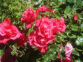 Rosas de San Martín de los Andes 3