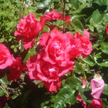 Fotografías con Flores thumbnail 2