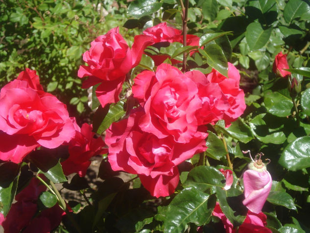 Rosas de San Martín de los Andes 3 