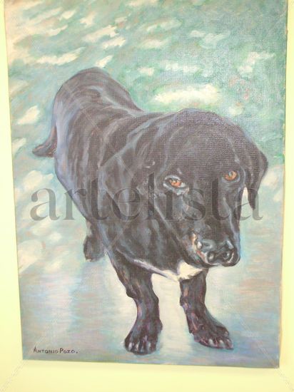 perro extrañisimo Oil Canvas Others