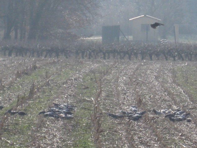 El cuebo vigilando las palomas 