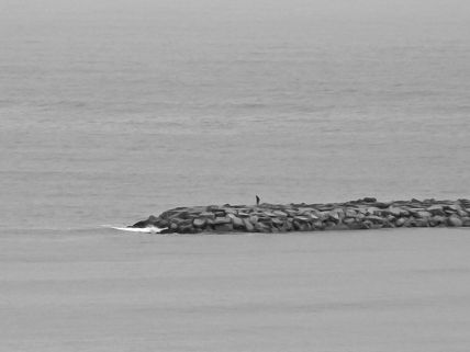 Solitario