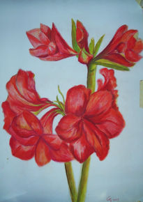 Amarylis