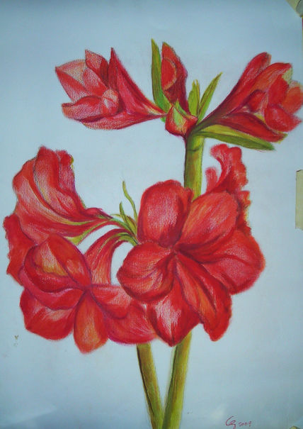 Amarylis