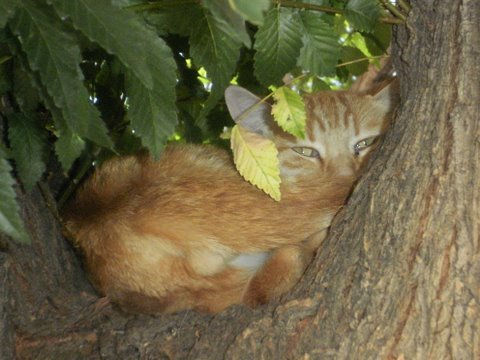 Poncio 3  La siesta Naturaleza Color (Digital)