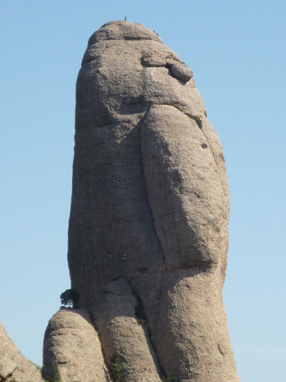 arbol de piedra 