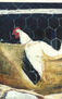 GALLINERO