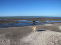 MIS PERROS EN LA PLAYA