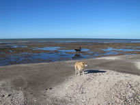 Mis perros en la playa