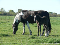 Tobiana negra con...