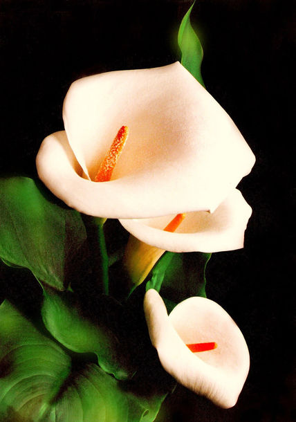 Flores II