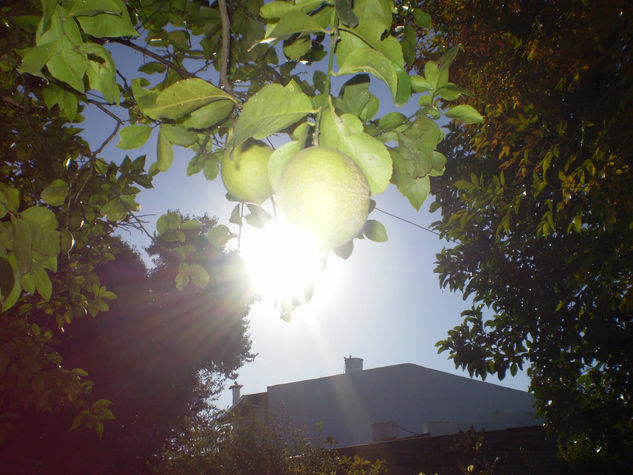 LIMONERO DEL AMANECER 