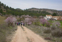 Entre almendros (i)