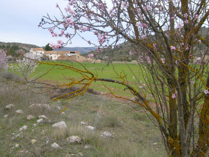 Enmohecido