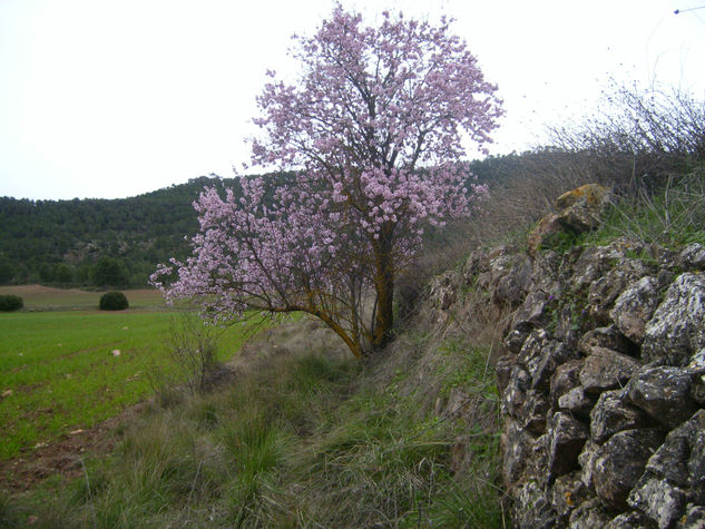 RAMO DE FLORES 